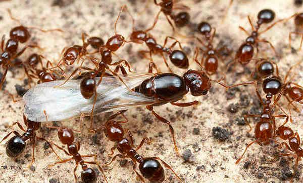 Las hormigas reinas aprenden a ser ‘madres solteras’