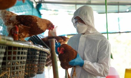 México refuerza vigilancia ante casos de gripe aviar en ganado de EE.UU.