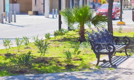 Embellecen calzada Colón a través de la reforestación en jardines de Torreón
