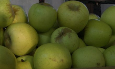 Afectan heladas 30 por ciento de los manzanos en Arteaga