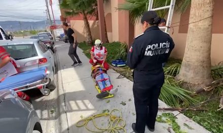 Hombre cae de ocho metros de altura mientras podaba una palmera