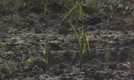 El campo de Coahuila desaparece ante la indiferencia de la 4T