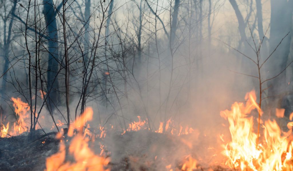 Obrador reporta 84 incendios forestales activos en México; son por sequía, asegura