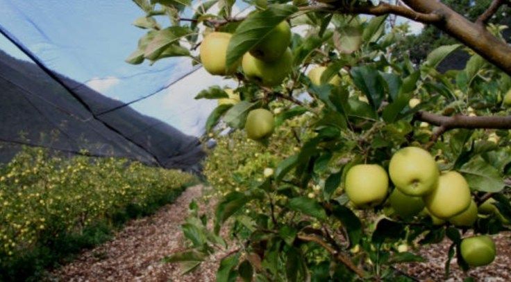 A pesar de la granizada si habrá manzana en Arteaga
