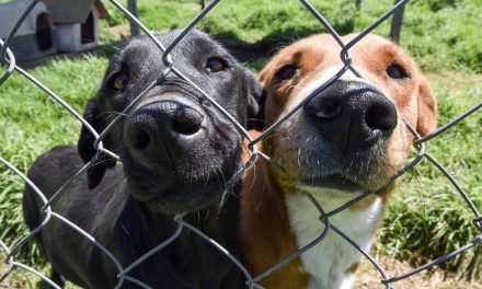 Invitan a adoptar perros en Sabinas