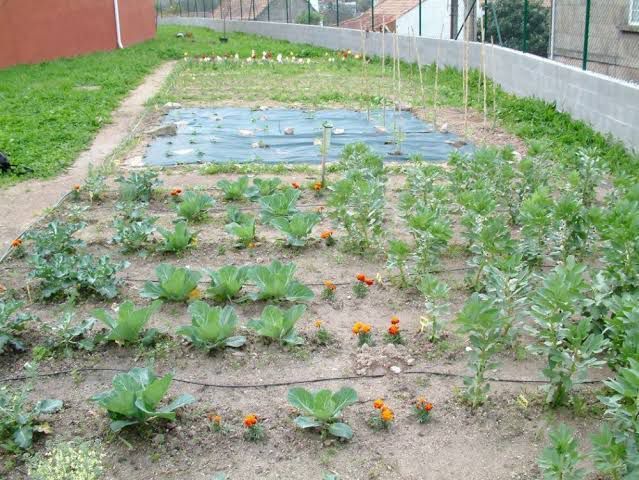 Promueven desarrollo rural de huertos escolares en Acuña