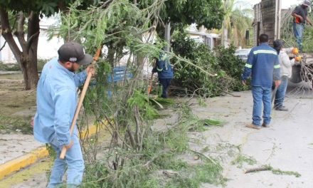 Retiran maleza de vialidades en Torreón