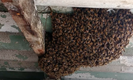 Autoridades mantienen acciones ante reportes de abejas