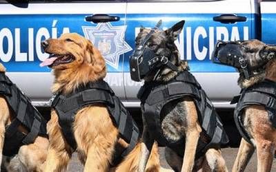 Policía canino detecta droga en municipio de Castaños