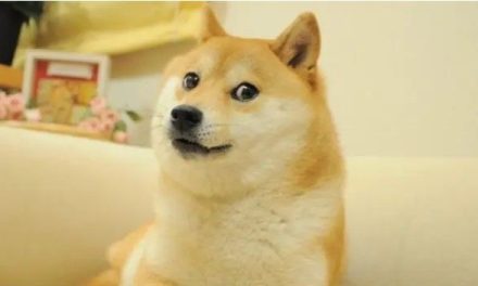 Muere la perrita Kabosu, que originó el meme ‘Doge’