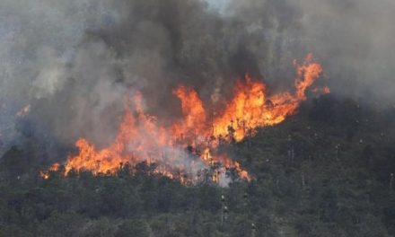 Coahuila mantiene baja incidencia de incendios forestales