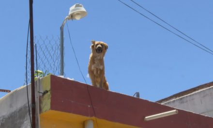 Las mascotas, los seres vivos más olvidados En esta temporada de altas temperaturas