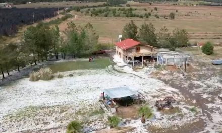 Le entra Gobierno del estado a apoyar a productores de manzana ante perdidas sufridas