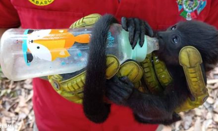 Desarrollan protocolo de atención inmediata para mono saraguato en Tabasco