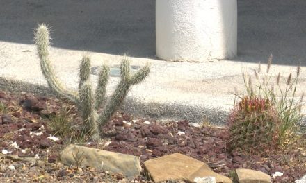 Olas de calor serán más y muy calientes en Coahuila; segura especialista en meteorología