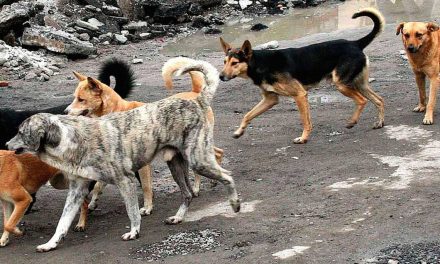 Controversia en Turquía por posible sacrificio de cuatro millones de perros callejeros