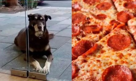 ‘No me den pizza’; lomito tiene prohibido comerla tras acudir diario a pizzería en CDMX