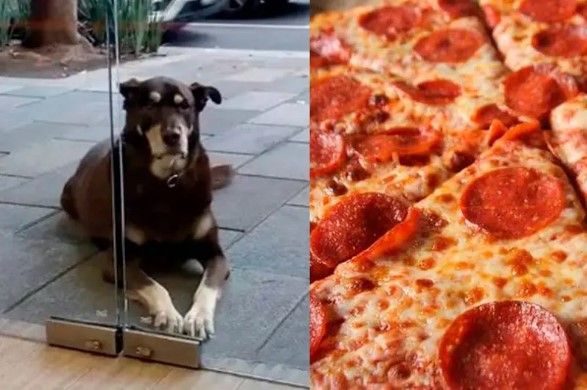 ‘No me den pizza’; lomito tiene prohibido comerla tras acudir diario a pizzería en CDMX