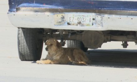 Policía Ambiental trabaja para resguardar la integridad de animales domésticos y silvestres en Saltillo