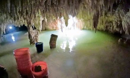 Profepa certifica daño ambiental por las obras del Tren Maya
