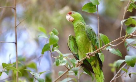 Regresan a la Alameda aves afectadas por la granizada