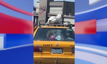 Trasladan a perro amarrado en el techo de un taxi por calles de Saltillo