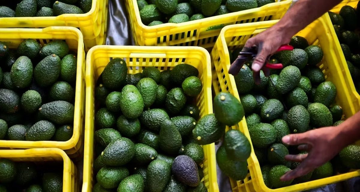 Estados Unidos activa bloqueo comercia al aguacate y mango michoacano