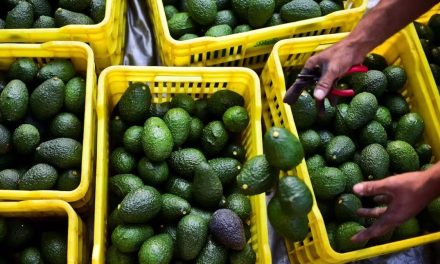 Estados Unidos activa bloqueo comercia al aguacate y mango michoacano