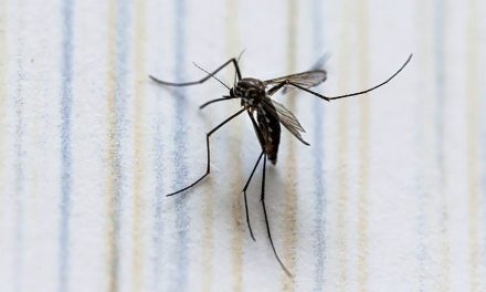 Llaman autoridades a prevenir la propagación del dengue en Sabinas