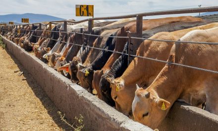 Compite Coahuila para mejorar calidad de su ganado