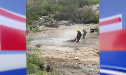 Coahuila: Entre la vida y la muerte hombre atacado por abejas en Castaños