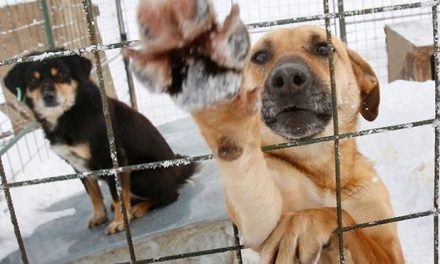Centro de Control Canino tiene asegurados a 10 perros violentos