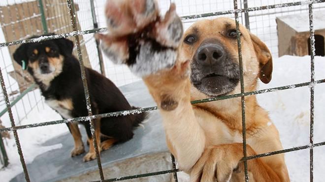 Centro de Control Canino tiene asegurados a 10 perros violentos