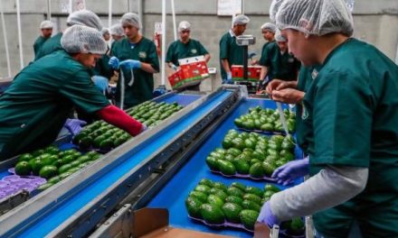 AMLO critica decisión unilateral de EE.UU. sobre importación de aguacate mexicano