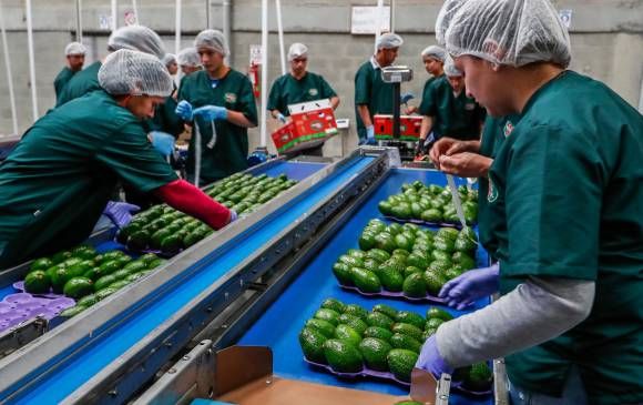 AMLO critica decisión unilateral de EE.UU. sobre importación de aguacate mexicano