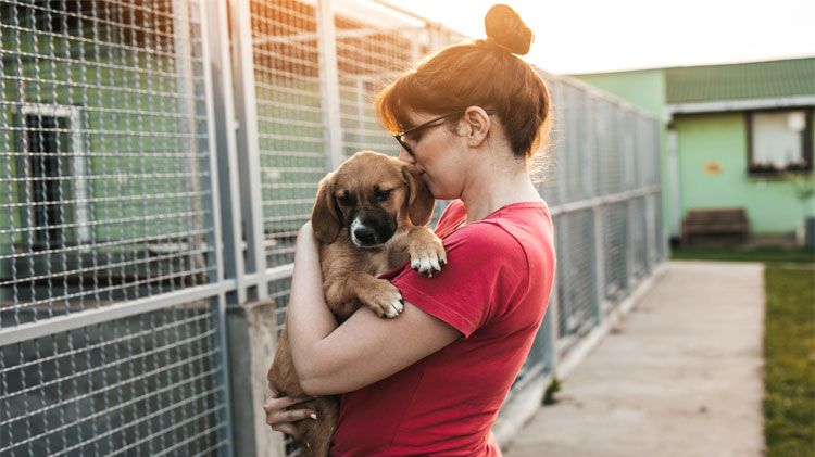Invitan a ramosarizpenses a adoptar mascotas