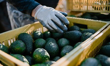 Departamento de Agricultura de Estados unidos anuncia restablecimiento de exportación de aguacate
