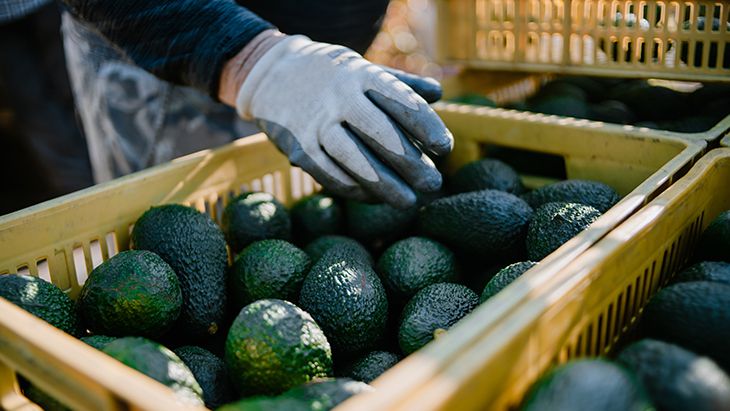 Departamento de Agricultura de Estados unidos anuncia restablecimiento de exportación de aguacate