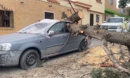 Caen árboles por rachas de viento en Saltillo