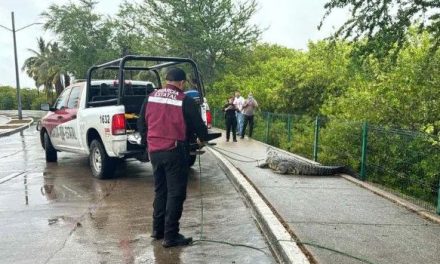 Video: Capturan a cocodrilo que caminaba alegremente por las calles de Tampico