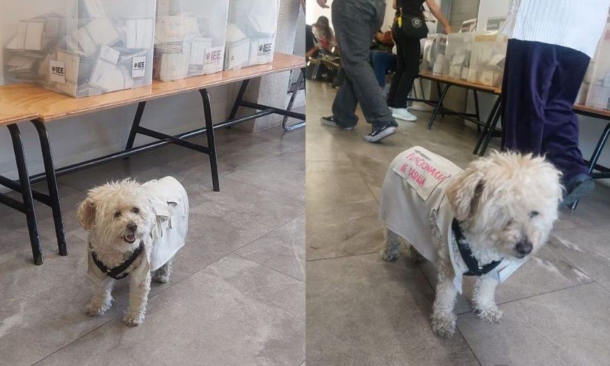 Ella es Daisy; la perrita que fue ‘funcionaria de casilla’ en las elecciones