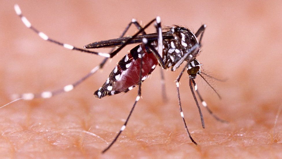 Coahuila en alerta por dengue tras lluvias de tormenta tropical