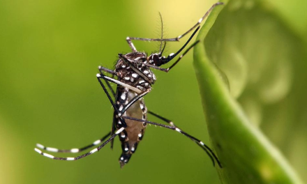 Coahuila, en alerta por posibles casos de dengue tras las lluvias