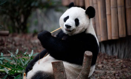 China presenta el primer oso panda virtual impulsado con inteligencia artificial