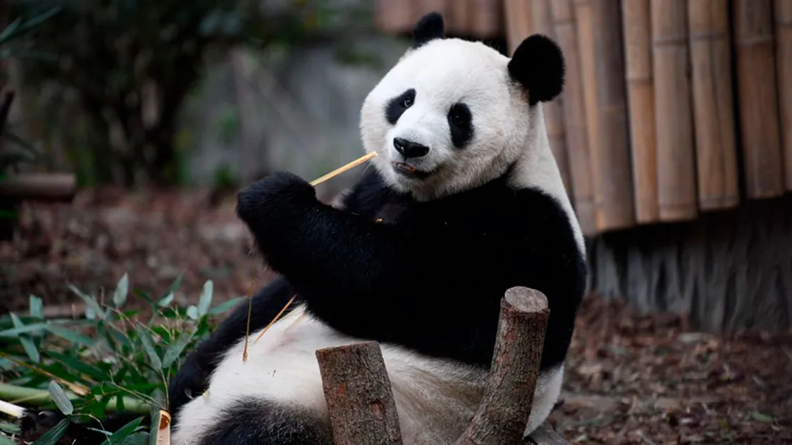 China presenta el primer oso panda virtual impulsado con inteligencia artificial
