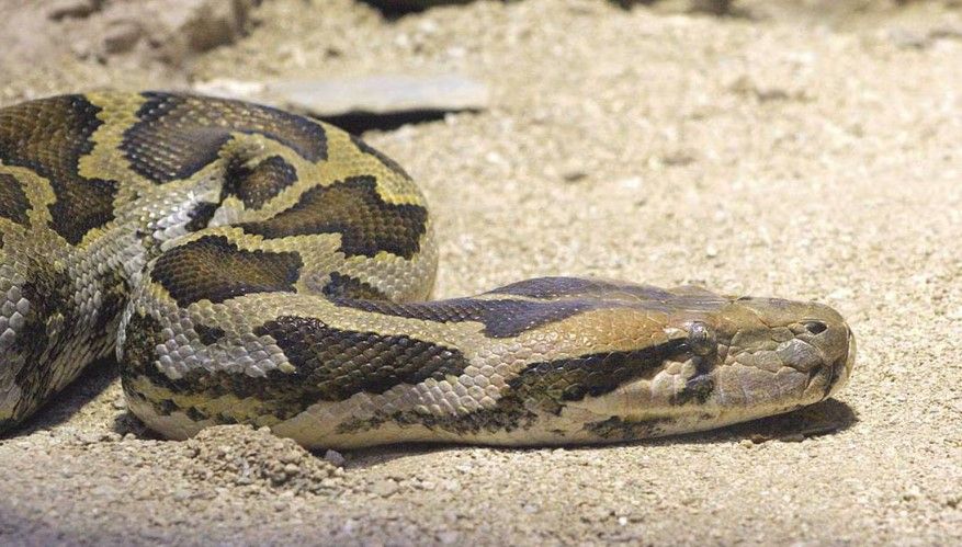 Mujer fue devorada por un pitón en Indonesia; su esposo descubre el cuerpo