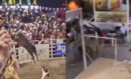 Video: Toro decide ser parte del público; se salta la valla y lesiona a tres personas