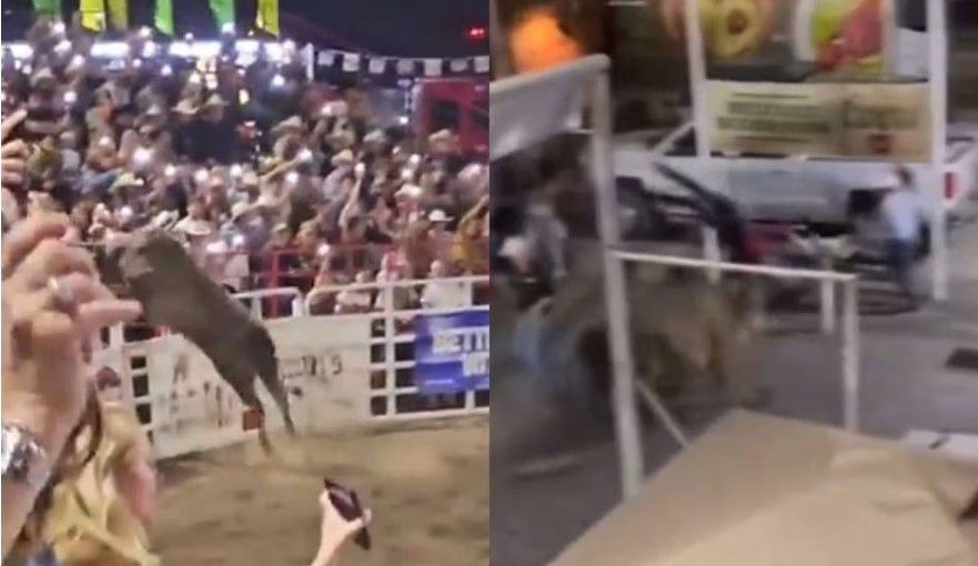 Video: Toro decide ser parte del público; se salta la valla y lesiona a tres personas