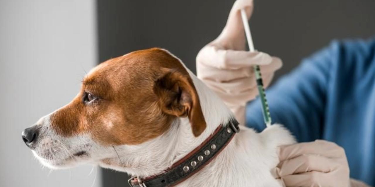 Anuncian brigada de salud para mascotas en Ciudad Acuña
