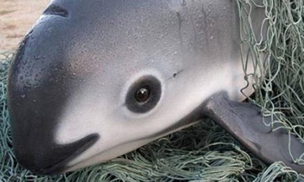T-MEC: Abren investigación contra México por omisiones en cuidado de la vaquita marina